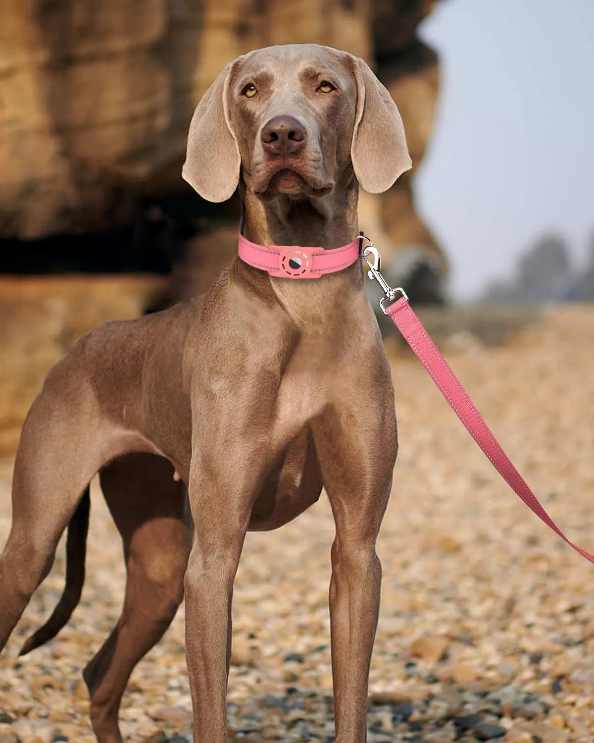 6FT Reflective Nylon Dog Leash with Soft Padded Handle for Walking, Running and Training, Supports Small Medium and Large Dogs (Neon Pink, 3/4Inch Wide)