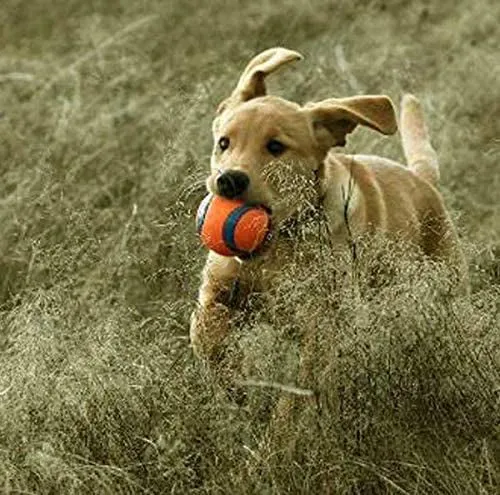 ChuckIt! Ultra Ball, Medium (2.5 Inch) 2 pack Great Dog Toy