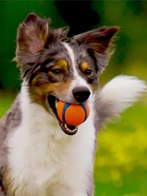 ChuckIt! Ultra Ball, Medium (2.5 Inch) 2 pack Great Dog Toy