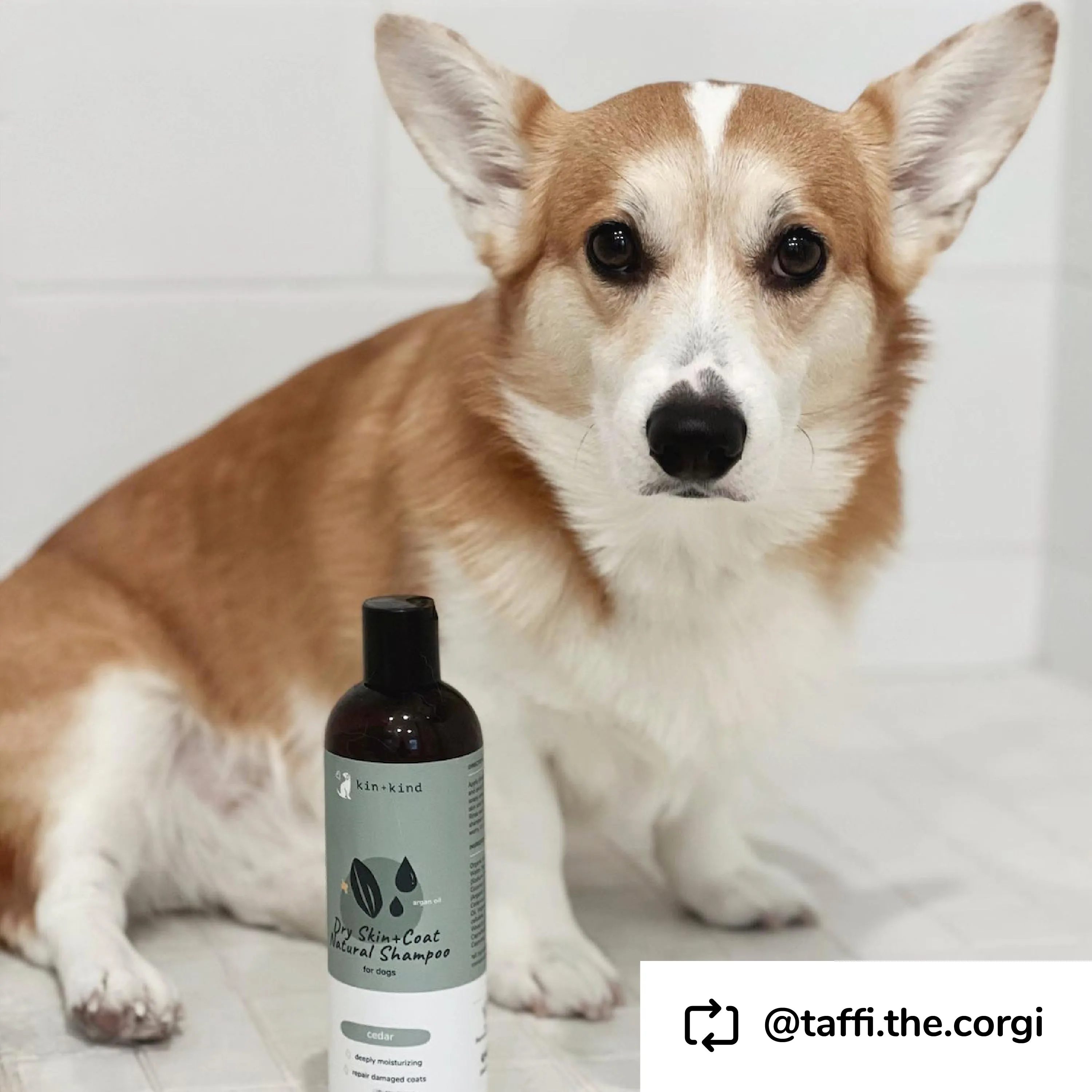Dry Skin & Coat Dog Shampoo