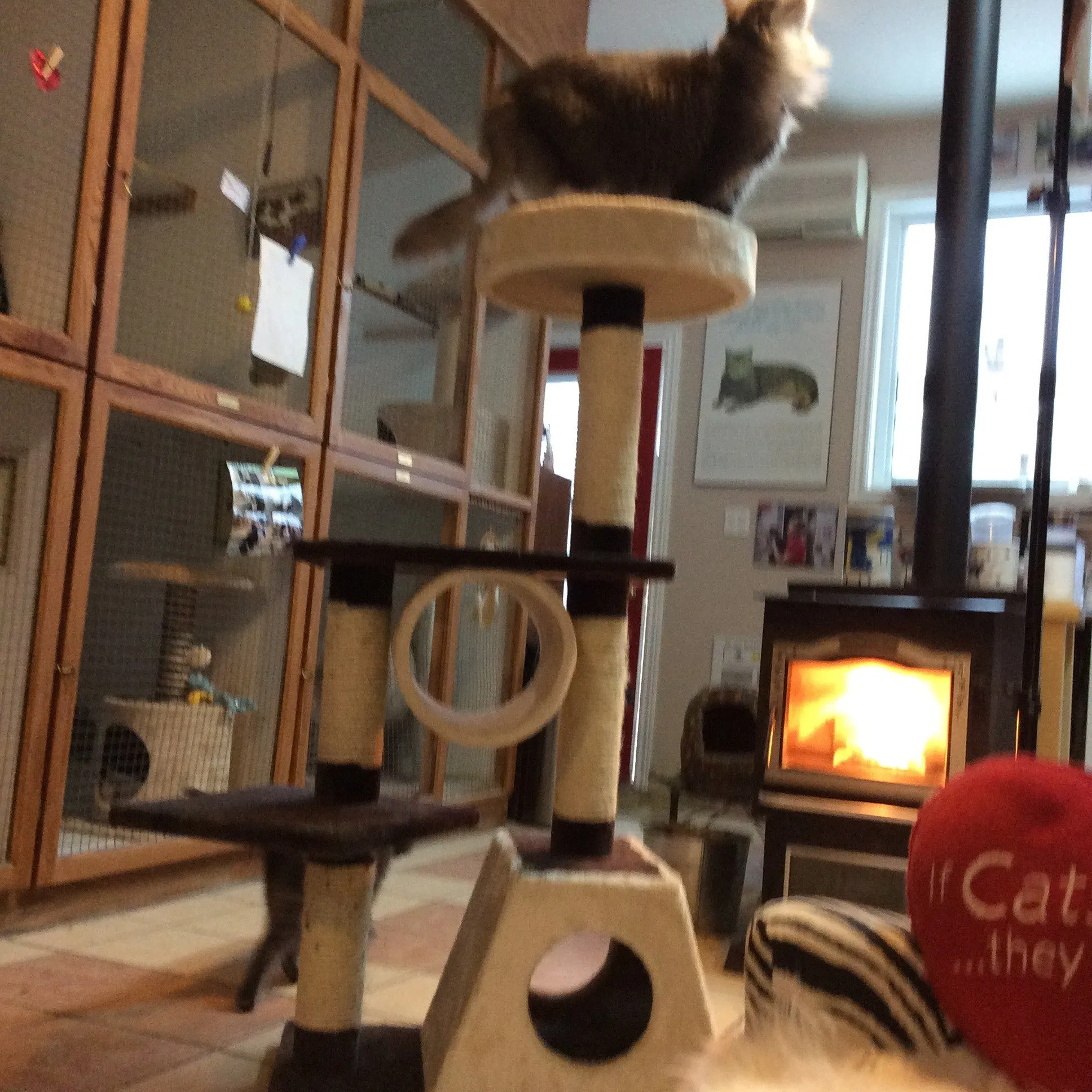 Jupiter - Multi-level Cat Condo SALE 60% OFF
