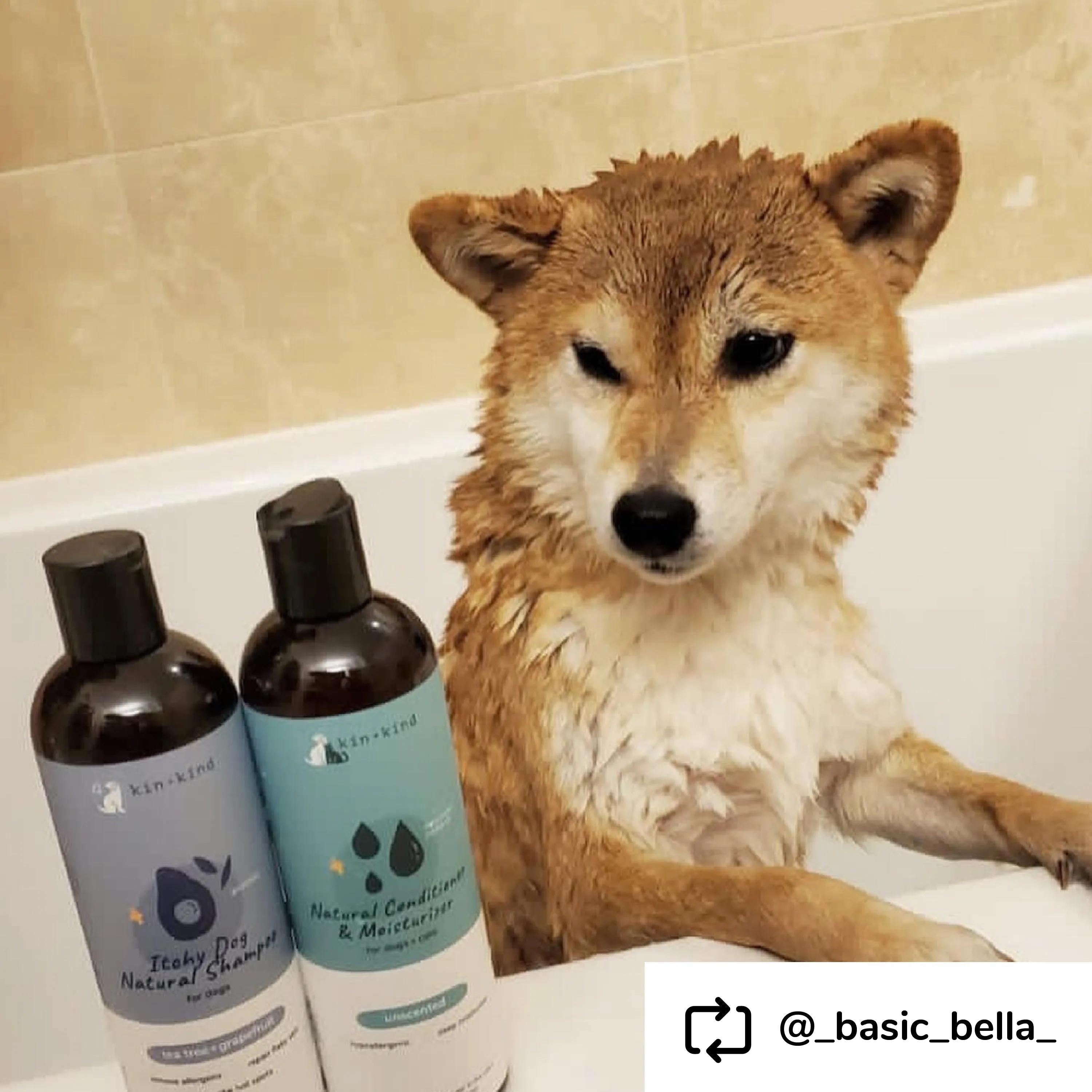 Kin Kind Shampoo Itchy Dog Tea Tree/Grapefruit 12oz
