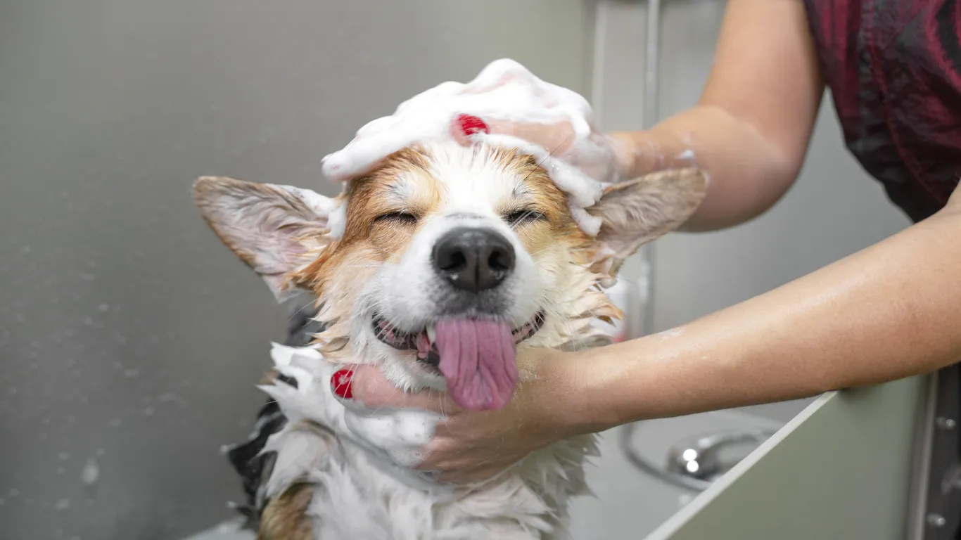 Oat Milk Pet Shampoo Bars - Dogs and Cats
