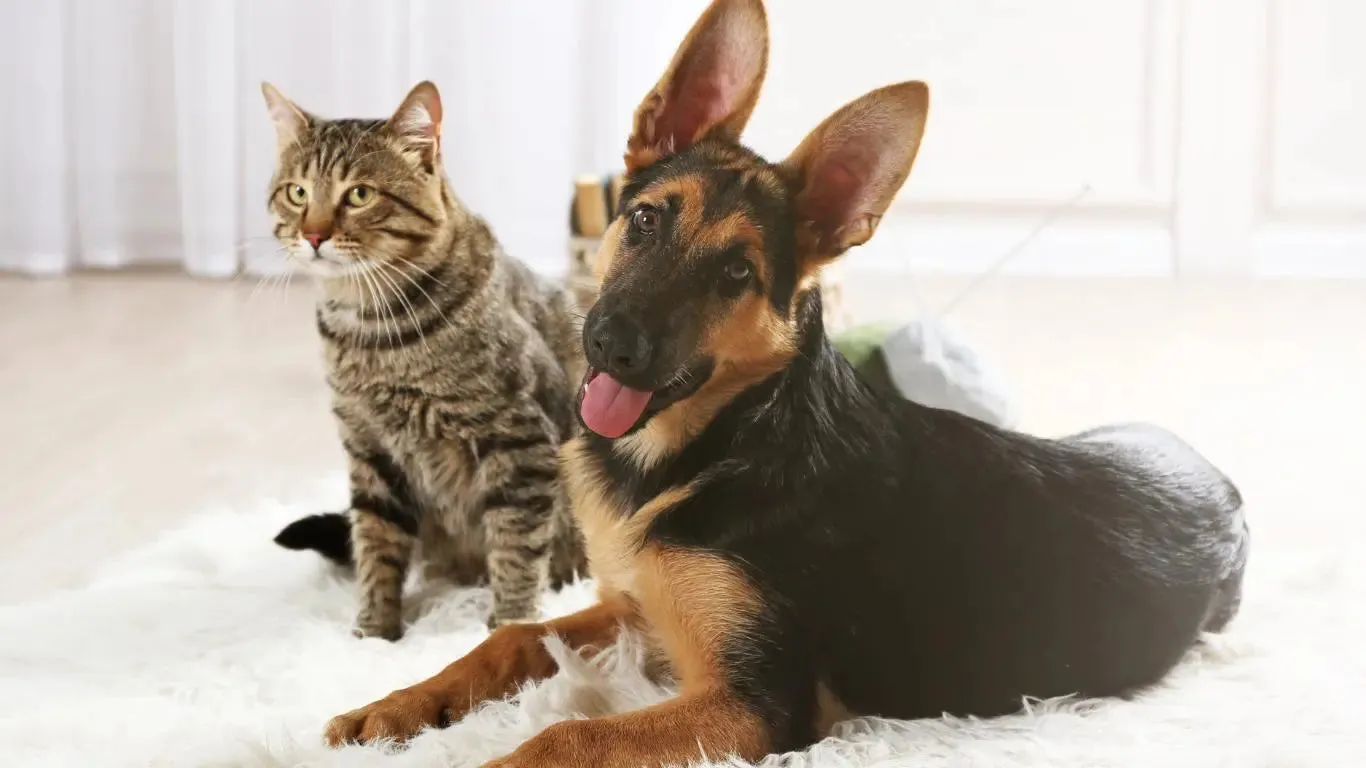 Oat Milk Pet Shampoo Bars - Dogs and Cats