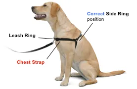 Sensation Harness - MED/LG