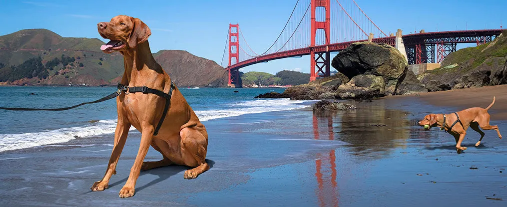 Softouch Sensation Harness - XSW